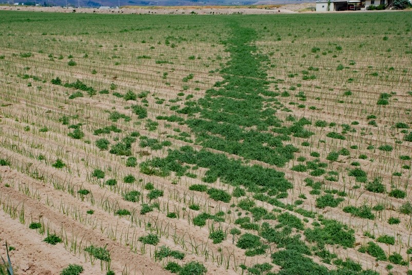 Trail of kochia in an onion field. 